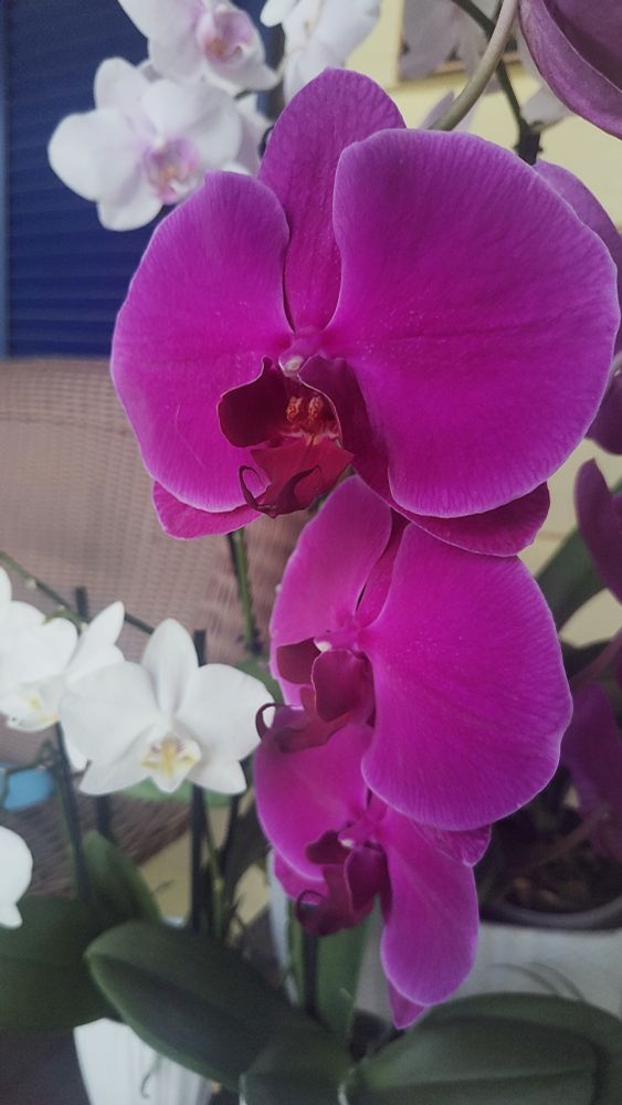 Big phalaenopsis orchids, intense magenta shading toward purple, are among blossoms dressing up my Old Town porch. They came from a local nonprofit serving the developmentally disabled that has a plant store as part of its programs. It's a great source of healthy products that benefit a terrific community resource. A little extra cost is well worth the price.