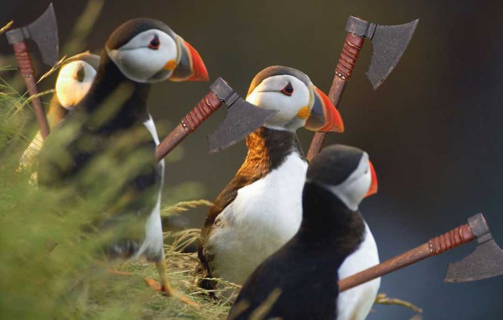 A group of four puffins walking through a grassy area holding Viking war axes