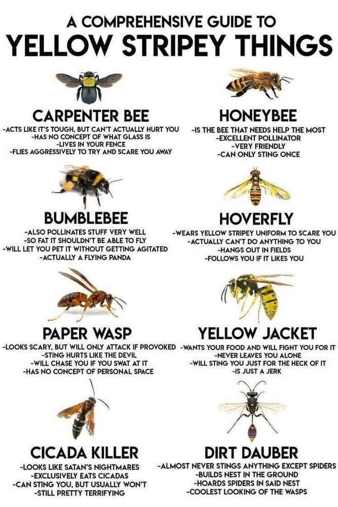 Comprehensive Guide to Yellow Stripey Things: Bee chart showing difference between friendly pollinators and murder bots.