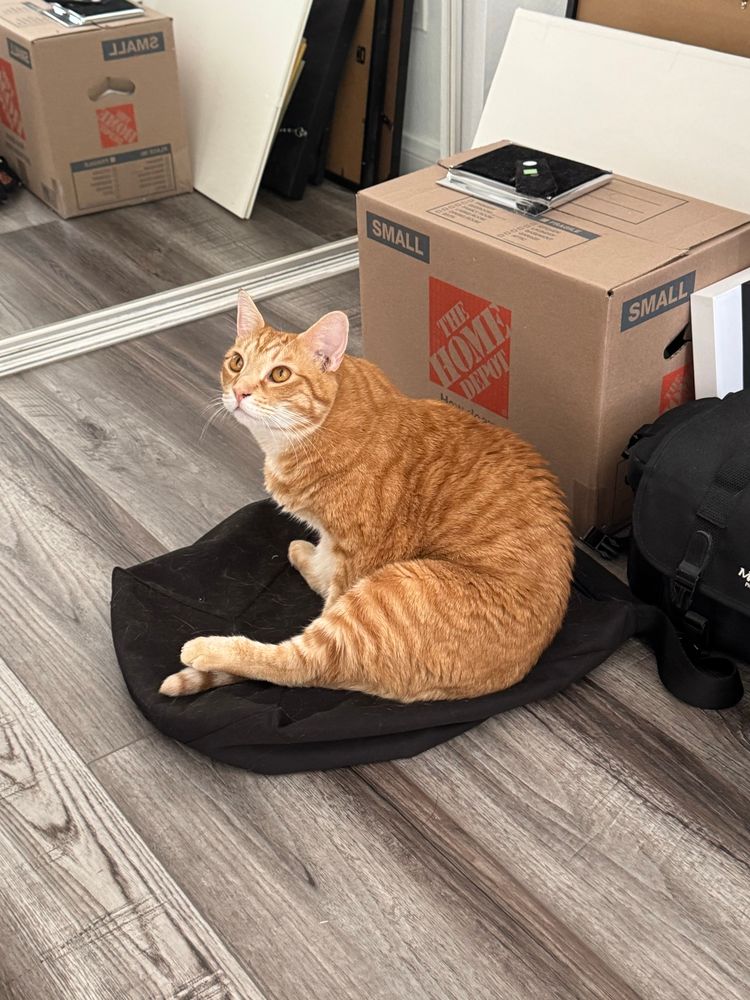 Hobie an orange cat stretching his beefy leg.