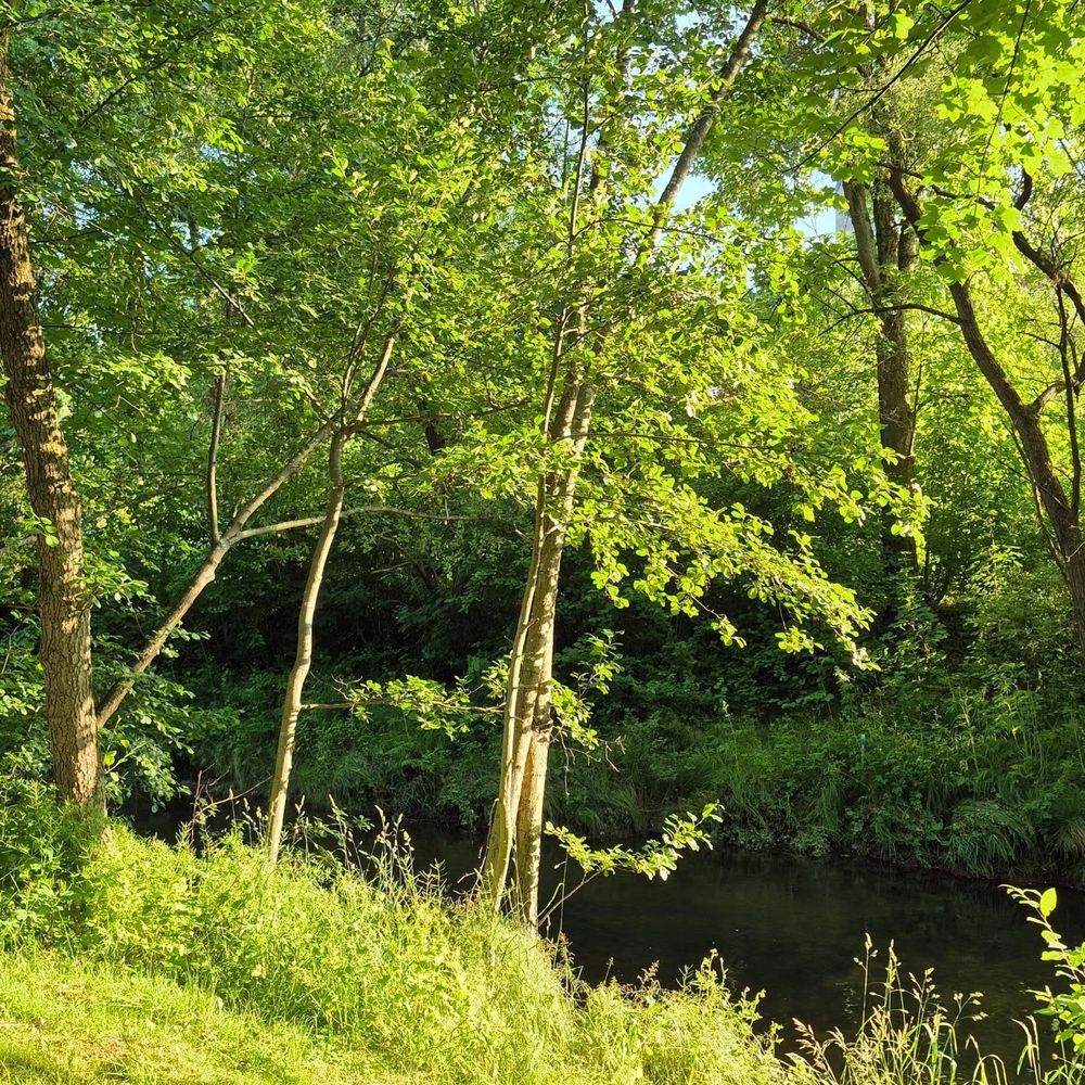 Sonnige Abendstimmung mit Blick auf Bäume, Gebüsch und das Ufer eines schmalen Flusses