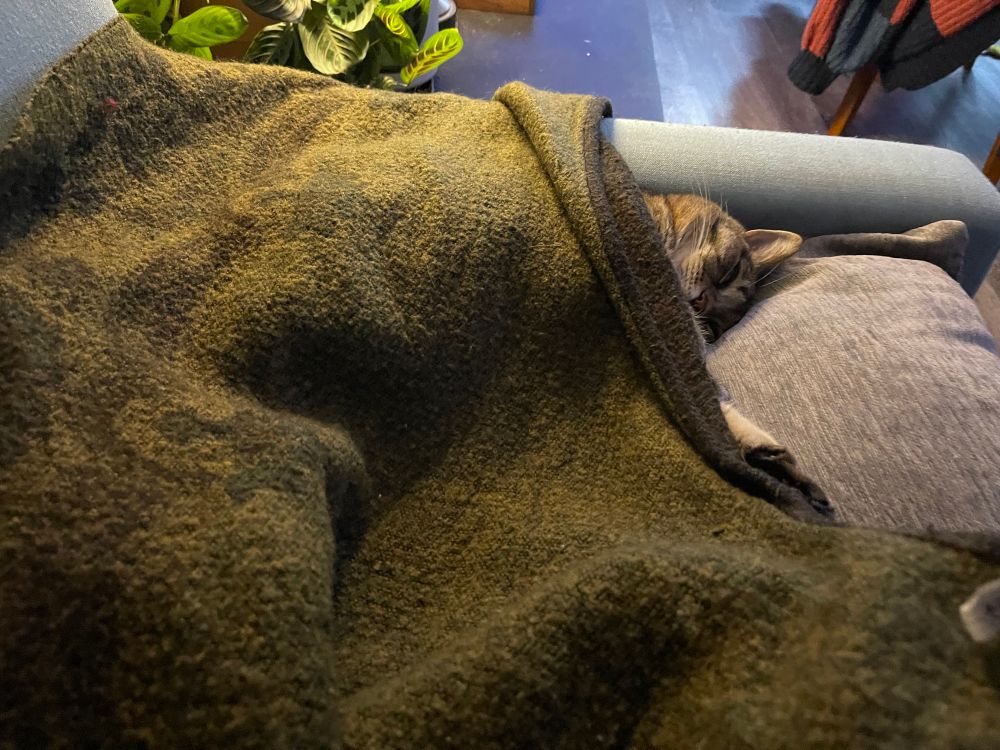 Gray tabby cat sleeping on top of a pillow, on top of a sofa, and beneath a shawl with only her little furry head exposed.