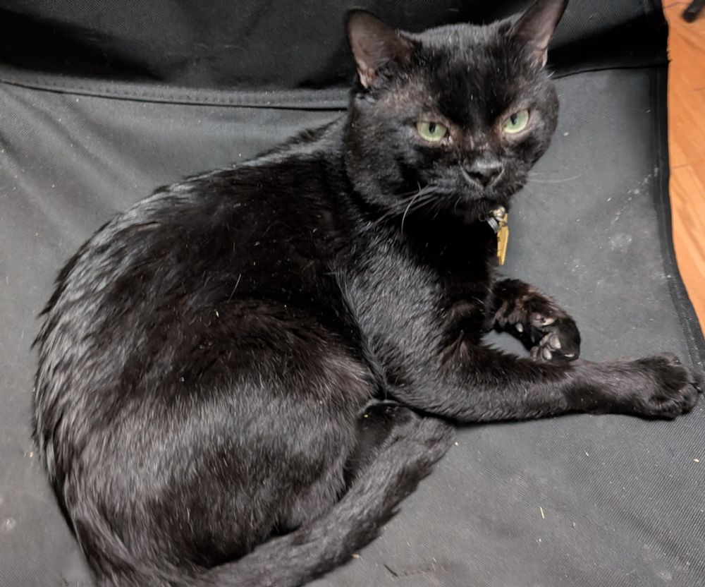A black cat with light green eyes sitting on a black camp chair, looking at you calmly.