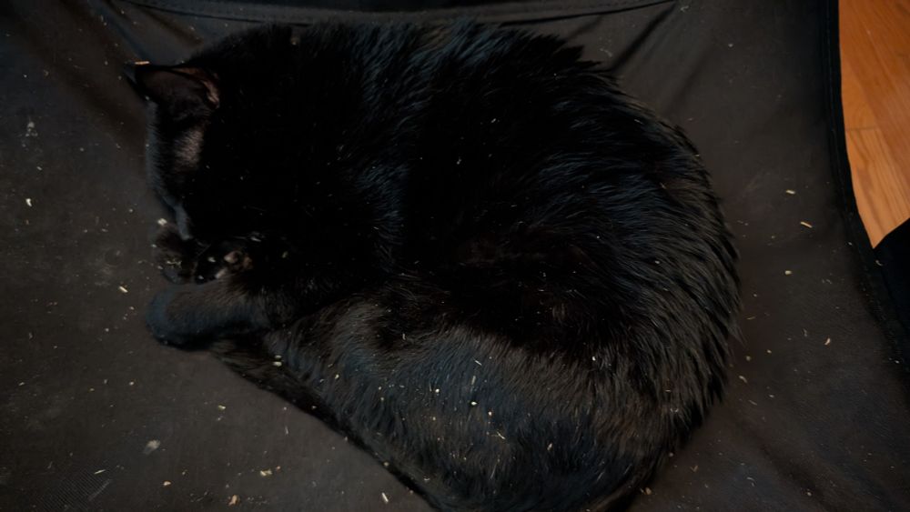 A black cat curled up napping in a chair, lightly dusted in flecks of catnip.