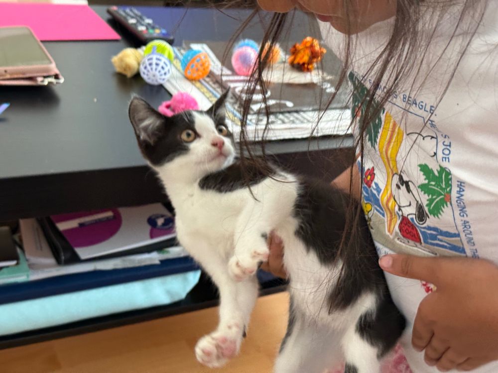 A surprised-looking black and white kitten, being grabbed by an eight-year-old girl. 