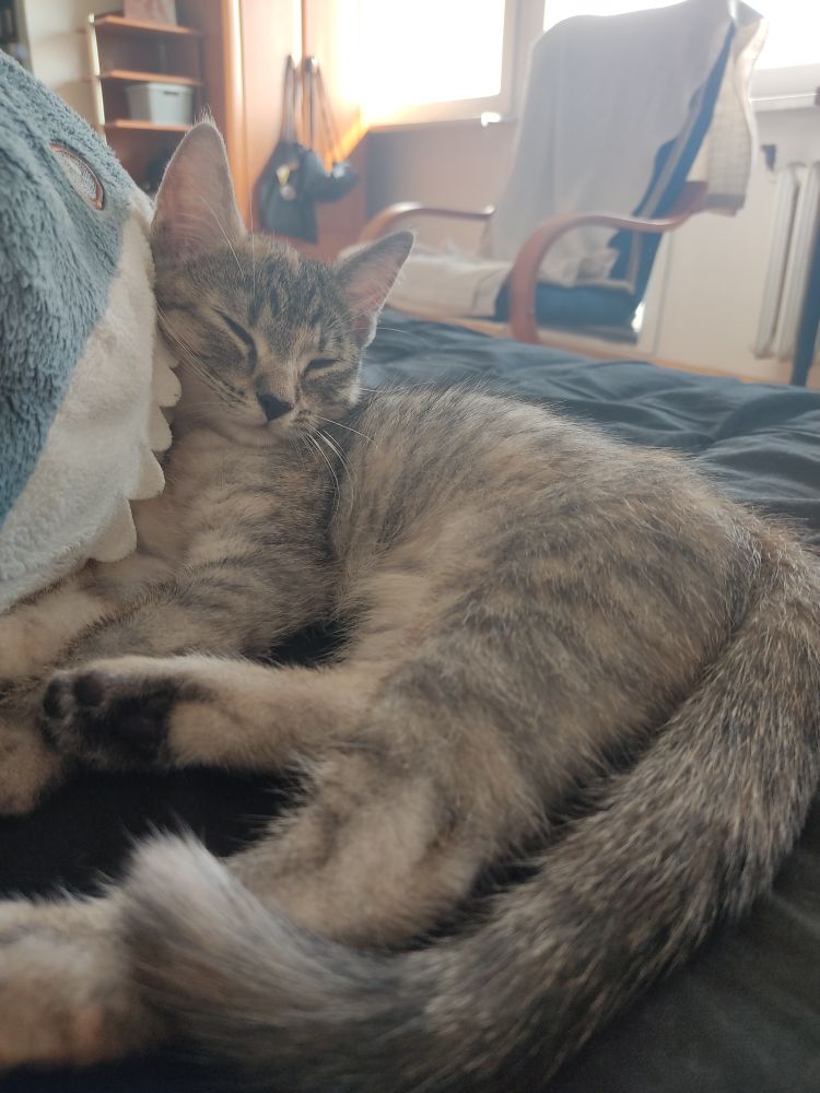 Photo of a snoozing kitten laying against ikea shark.