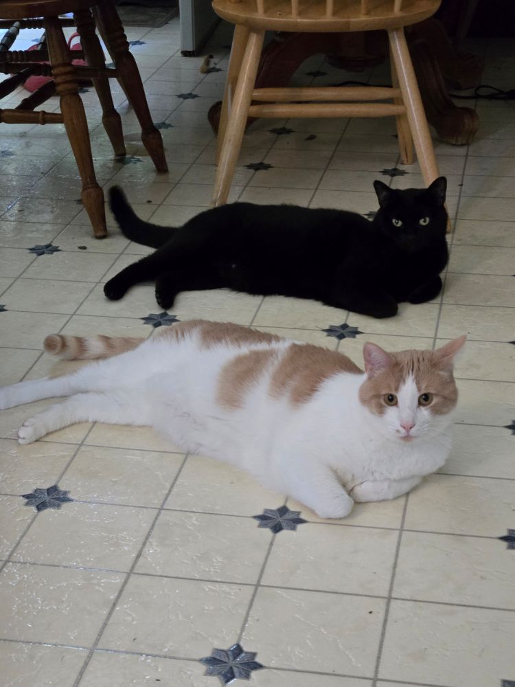 2 cats lounging on tile, looking mischievous. 
