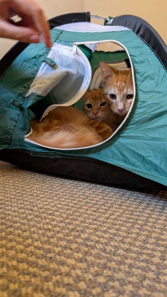 Two orange kittens in a miniature camping tent