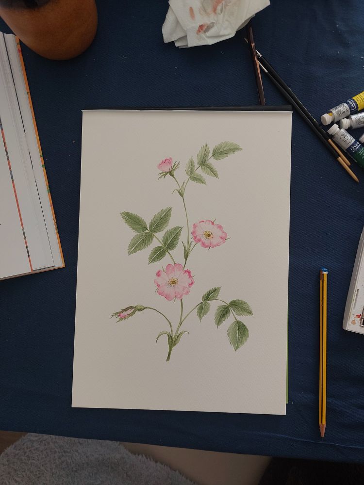 Watercolour of a pink-petalled dog rose