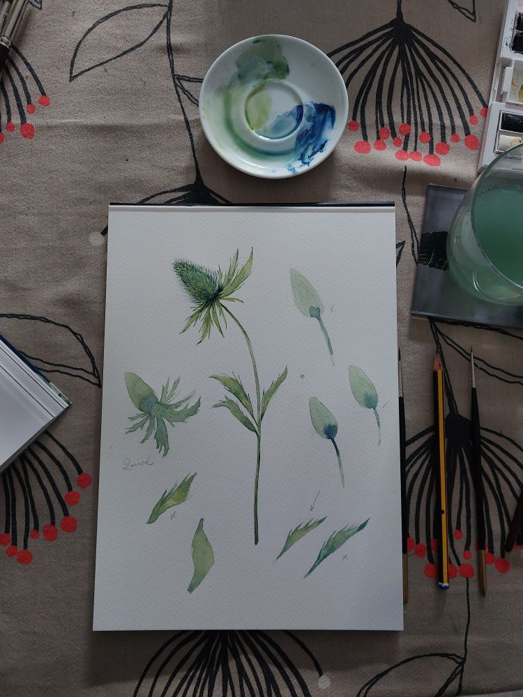 A watercolour of a teasle and practise leaves, heads, and stuff 