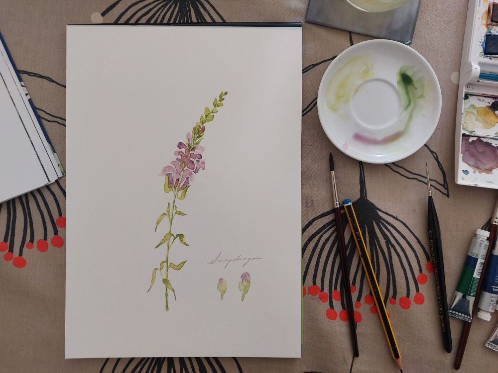 A watercolour of a purple-pink snapdragon