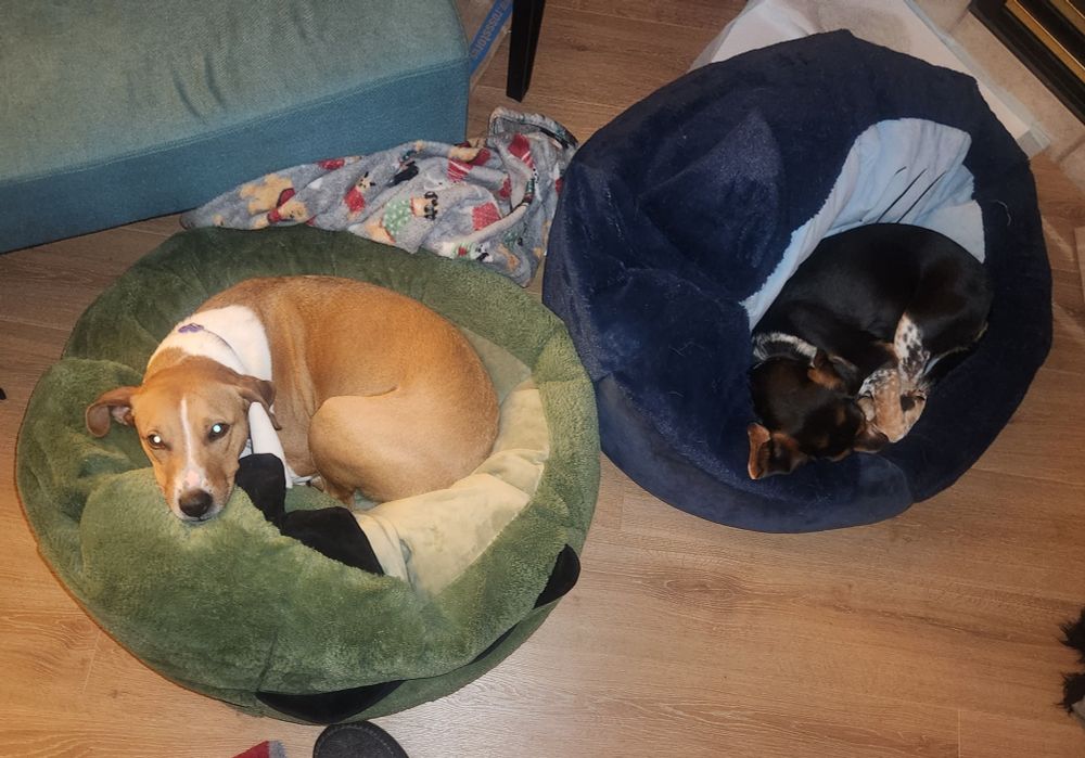 A light brown mutt and a black and brown beagle both curled up in matching green and blue bean bags.  