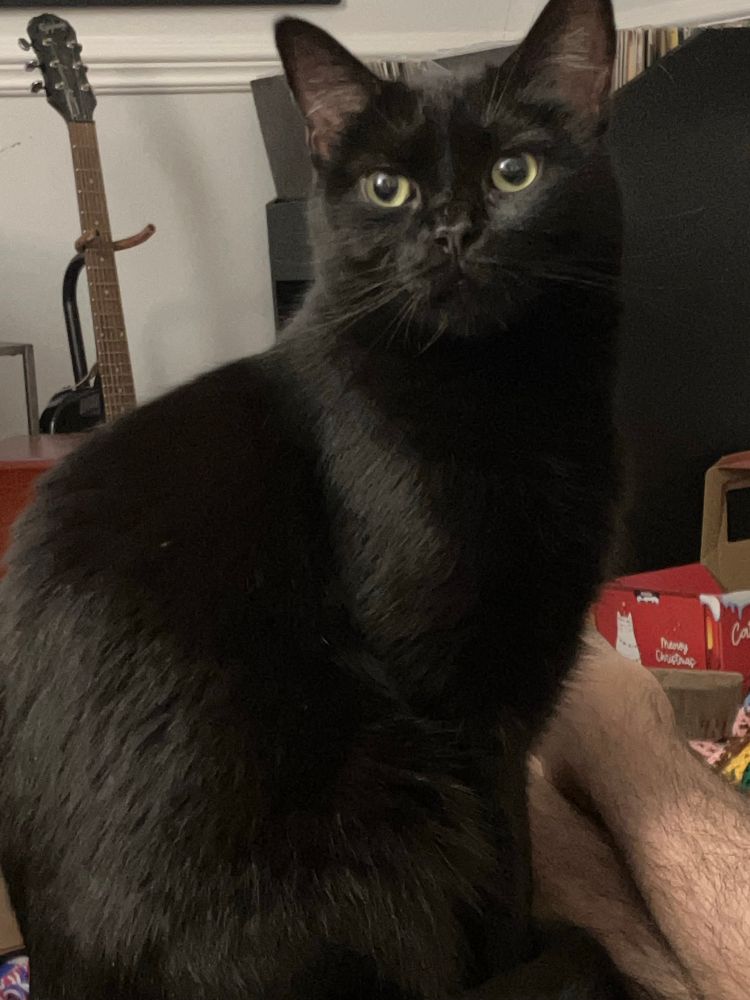 Nynaeve, a beautiful black kitty with green-gold eyes, gazes at the camera adoringly. 