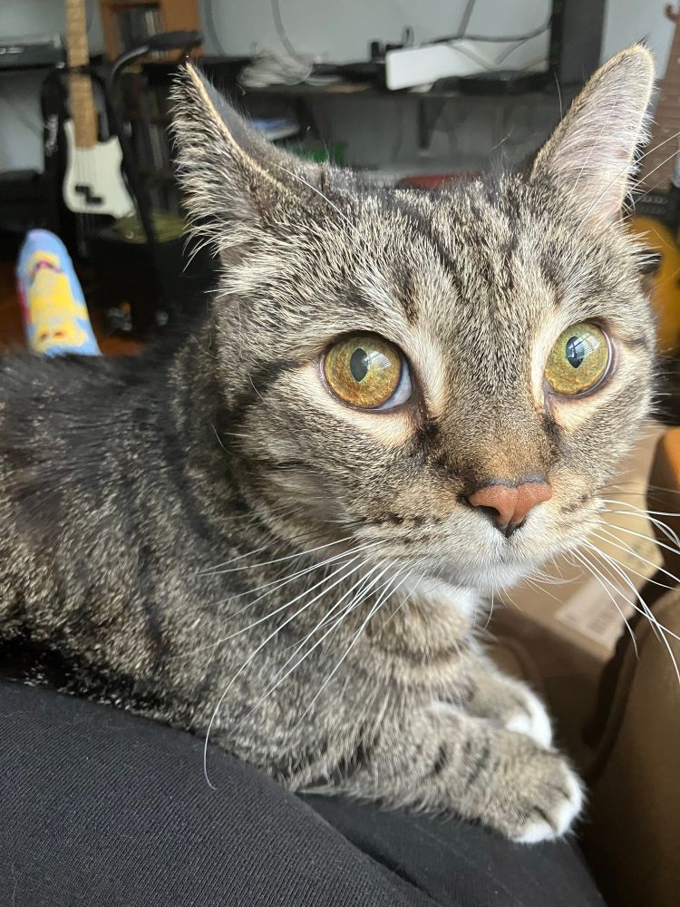 Oliver, a gray tabby cat with hazel eyes appears to be having an existential crisis while sitting on my lap. He has white on his chin, chest, and paws. 