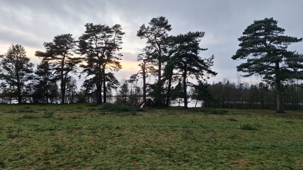 One tree down and another heavily damaged.