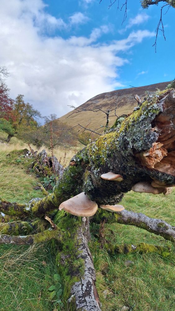 Fungi growing on a fallen tree.