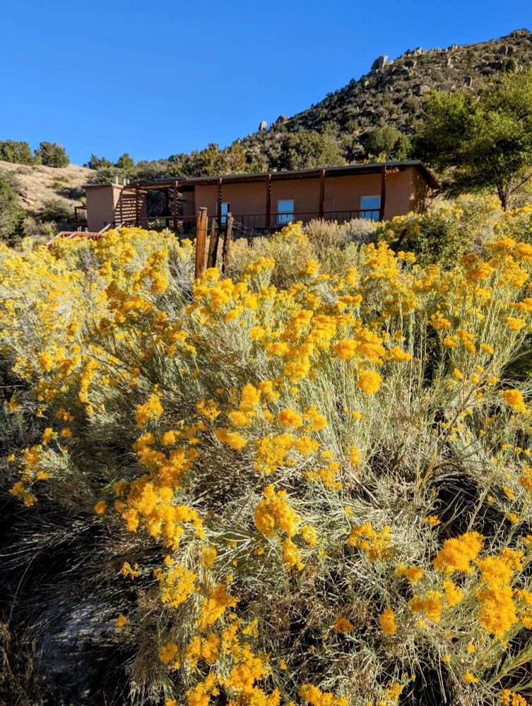 Yellow flowers adorn chamisa with an adobe cabin nehind then among the boulders and a bright blue sky of the Sandia foothills.