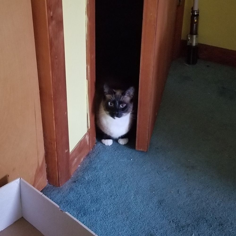 A white-chested, white-socked Birman cat loafing in an a doorway he has opened just wide enough for himself. The space behind him is pitch black; the daylit room he is halfway materialized in has an ugly blue carpet and reddish brown doors, hinges, and other wood accents