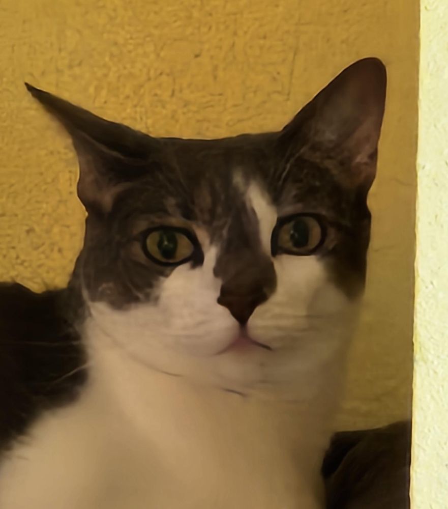 A cat's face against a yellow backdrop as well as the edge of another wall. Her right ear is pointing sideways, the lens is unflattering to her chins, one eye is on the prize and the other is not, and it even looks like her mouth is partially open because of the angle