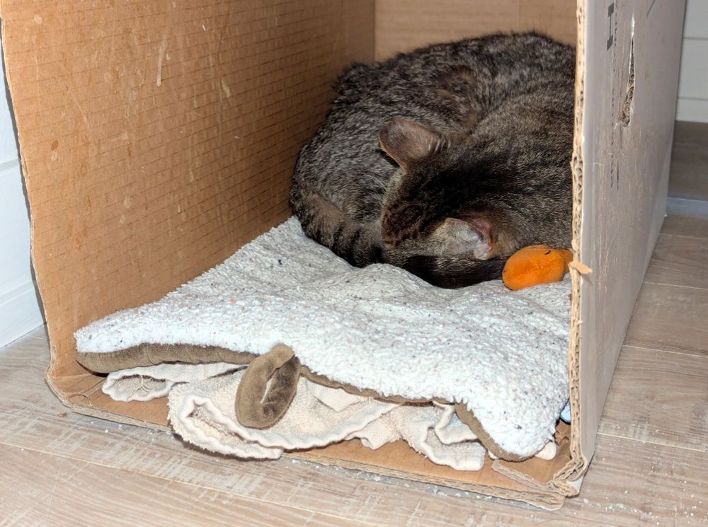 A senior dtandard-issue brown mackerel tabby cat curled up in a ball sleeping on top of a cream and brown mat layered over a tan towel inside a cardboard box. A brown chicken drumstick toy is tucked under his neck nest to the tip of his tail.