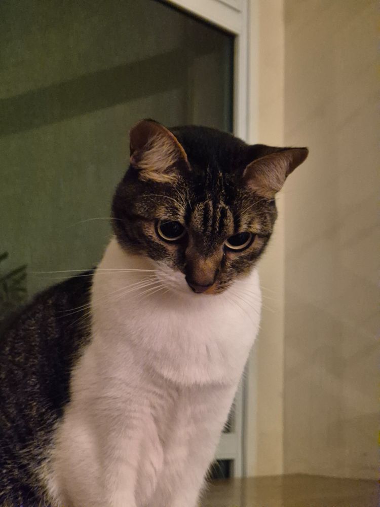 Gatinha fofo