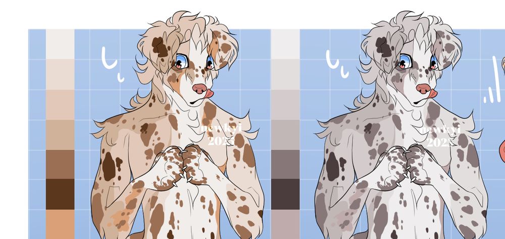a nervous aussie anthro with both red and blue merle coat options