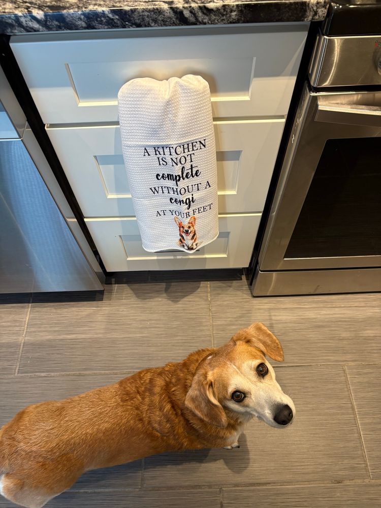 Hanging dish towel saying, “ a kitchen is not complete without a corgi at your feet.” With my corgi mix Harley poses next to it.