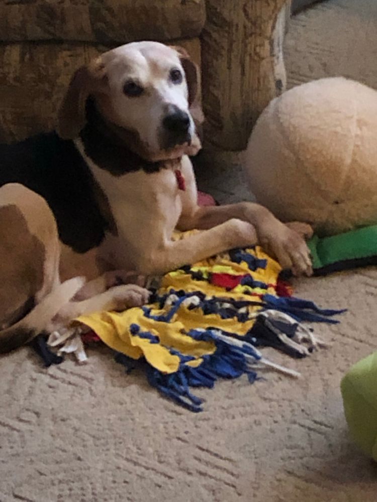 Picture of my treeing walker coonhound Barb, laying with a toy from 2020