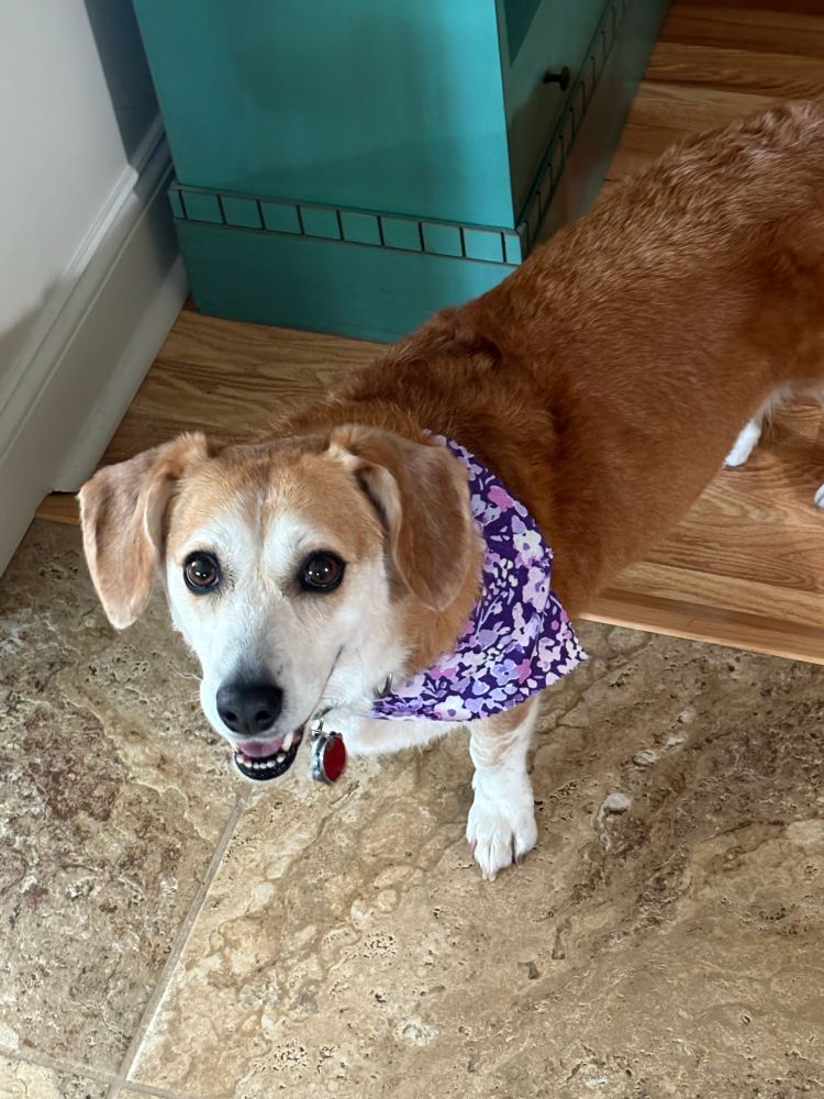 Picture of my corgi/beagle mix Harley in a purple bandana after she visited the groomers. 