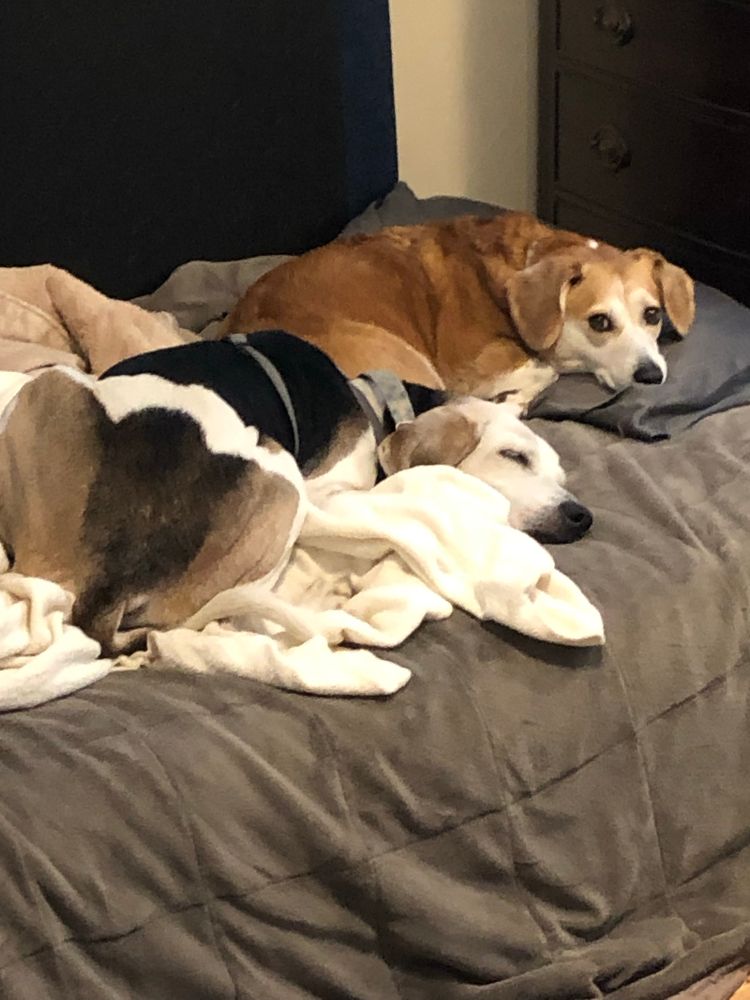 My treeing walker coonhound on the bed next to her corgi mix sister