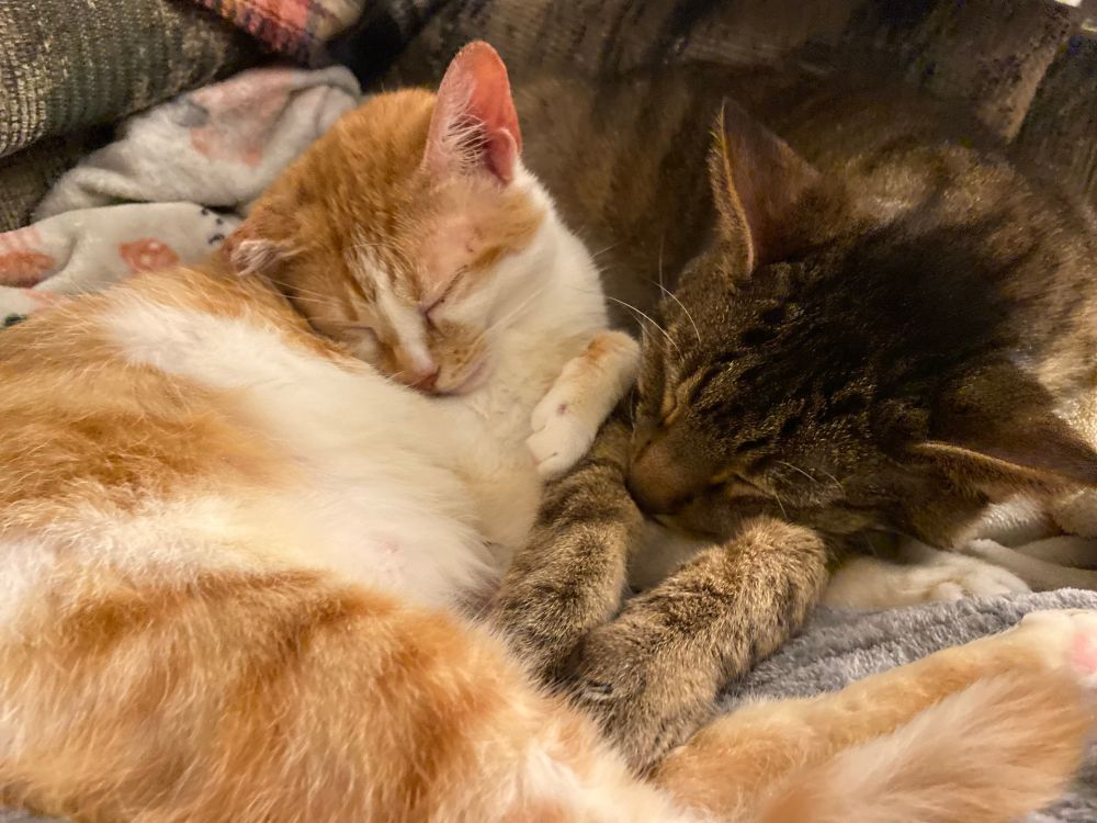 Same cats snuggled into a different position. 