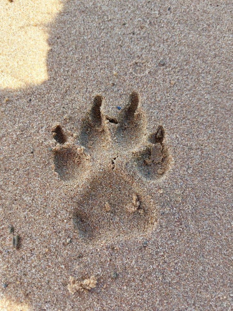 Abdruck einer Hundepfote im Sand