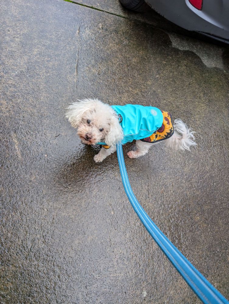 Photograph of a little fluffy white dog on a leash wearing a blue raincoat. 
