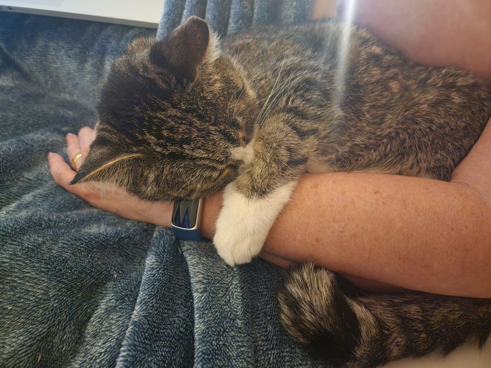 A grey cat snuggles up against an arm. 