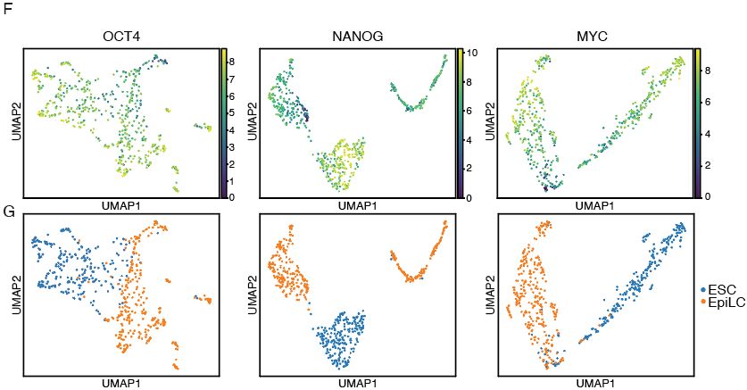 Fig.3f and g from https://www.nature.com/articles/s41467-025-61797-9 