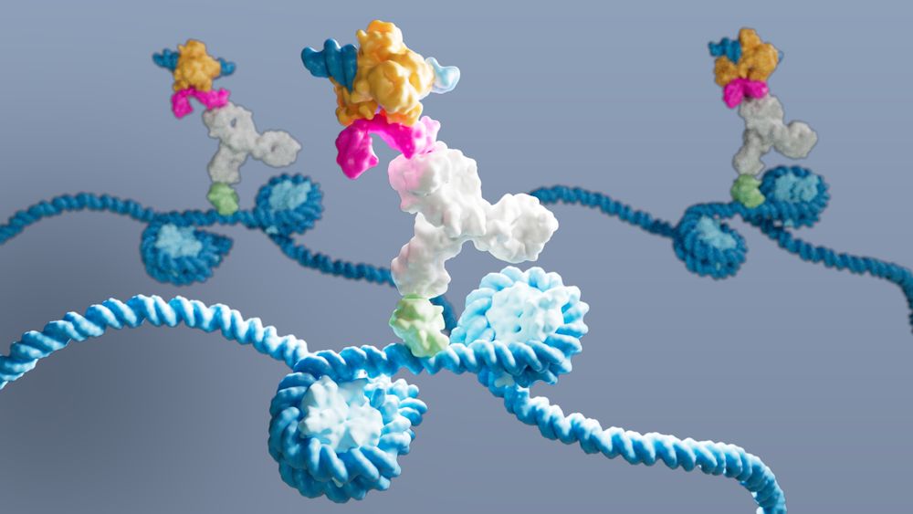 Image credit: @gloglita.bsky.social‬ @lifescienceeditors.bsky.social‬ captured DynaTag in action: a pA-Tn5 probe (multicoloured) binds an antibody (white), which binds p53 DNA-binding domain (green) on DNA (blue) within 2 nucleosomes