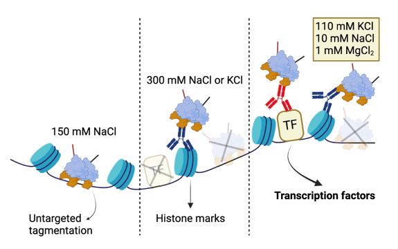 Fig.1a from https://www.nature.com/articles/s41467-025-61797-9 