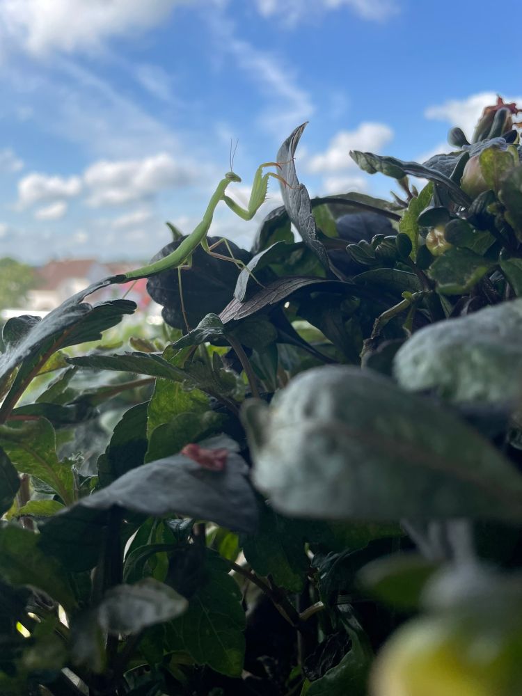 Gottesanbeterin auf dunkelgrünem Blattwerk. Im Hintergrund einzelne Wohnhäuser. Oben blauer Himmel und einige weiße Wolken.