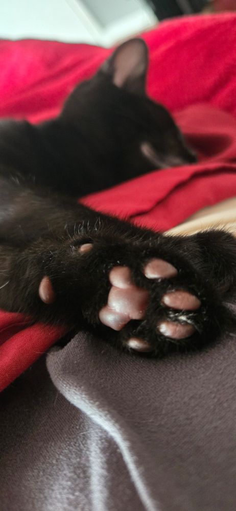 Kitty toe beans