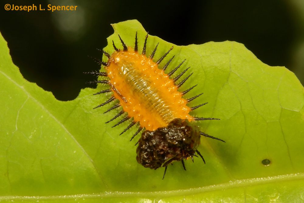 Viewed from above against the leaf where it rests, there is flattened orange tortoise beetle larvae ringed by bristly black projections capped with an irregular brown clump of feces & bits of discarded exoskeleton which has been partially raised to reveal most of dorsal side.