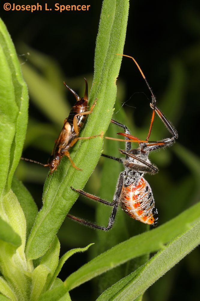 Spidery-legged assassin bug with mottled orange abdomen, dark legs, and a large fearsome proboscis resting on the underside of a leaf where an earwig is resting.