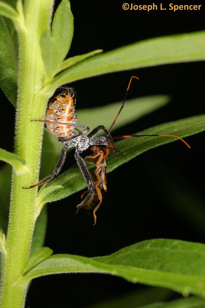 Spidery-legged assassin bug with mottled orange abdomen, dark legs, and a large fearsome proboscis is climbing through down a leafy goldenrod stalk with the lifeless body of its ear wig prey dangling from its stout, orange proboscis.
