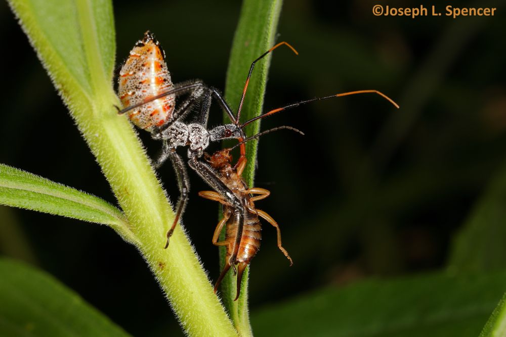 Spidery-legged assassin bug with mottled orange abdomen, dark legs, climbing through down a leafy goldenrod stalk with the lifeless body of its ear wig prey dangling from its stout, orange proboscis.