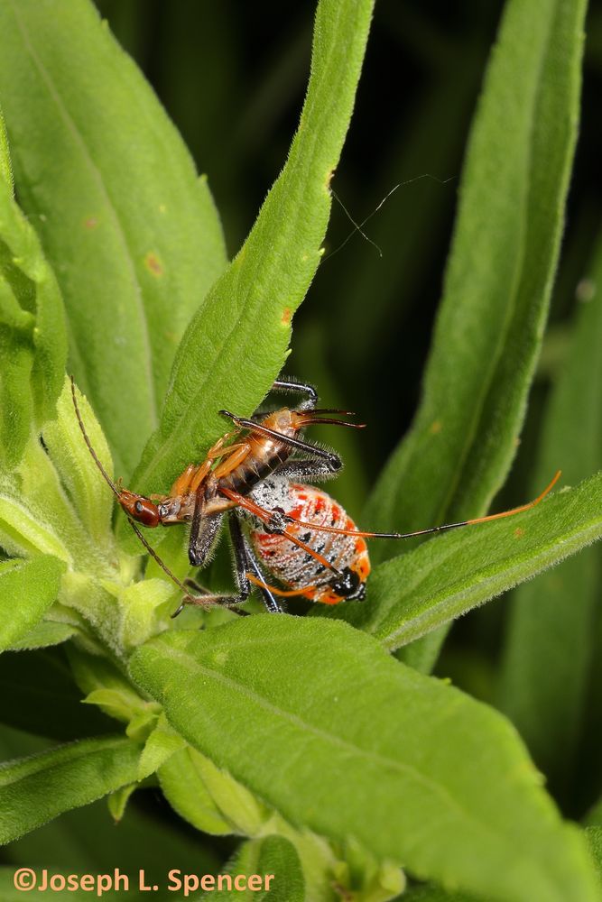 Spidery-legged assassin bug with mottled orange abdomen, dark legs, has reached around the leaf and stabbed the brown earwig with its proboscis.