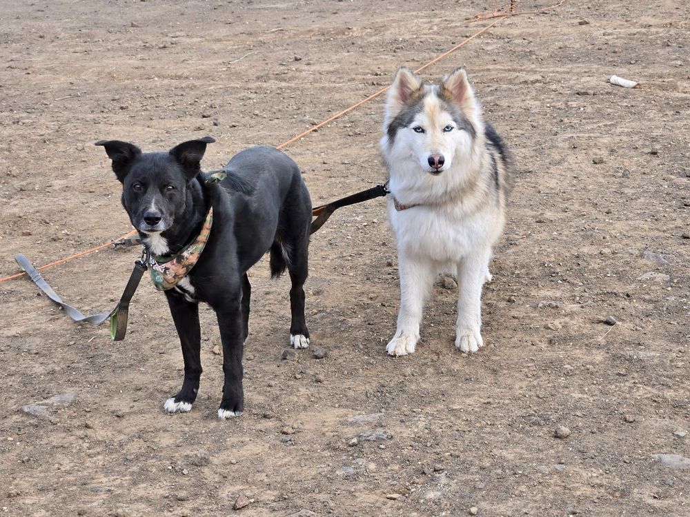 A black dog and a husky dog standing in desert sand on leashes tied to a line