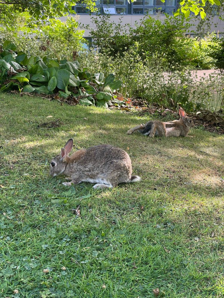 IMC’s campus bunnies!