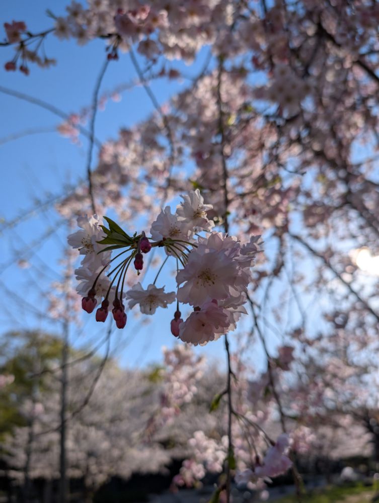 A weeping cherry blossom tree with a blue sky in the background.