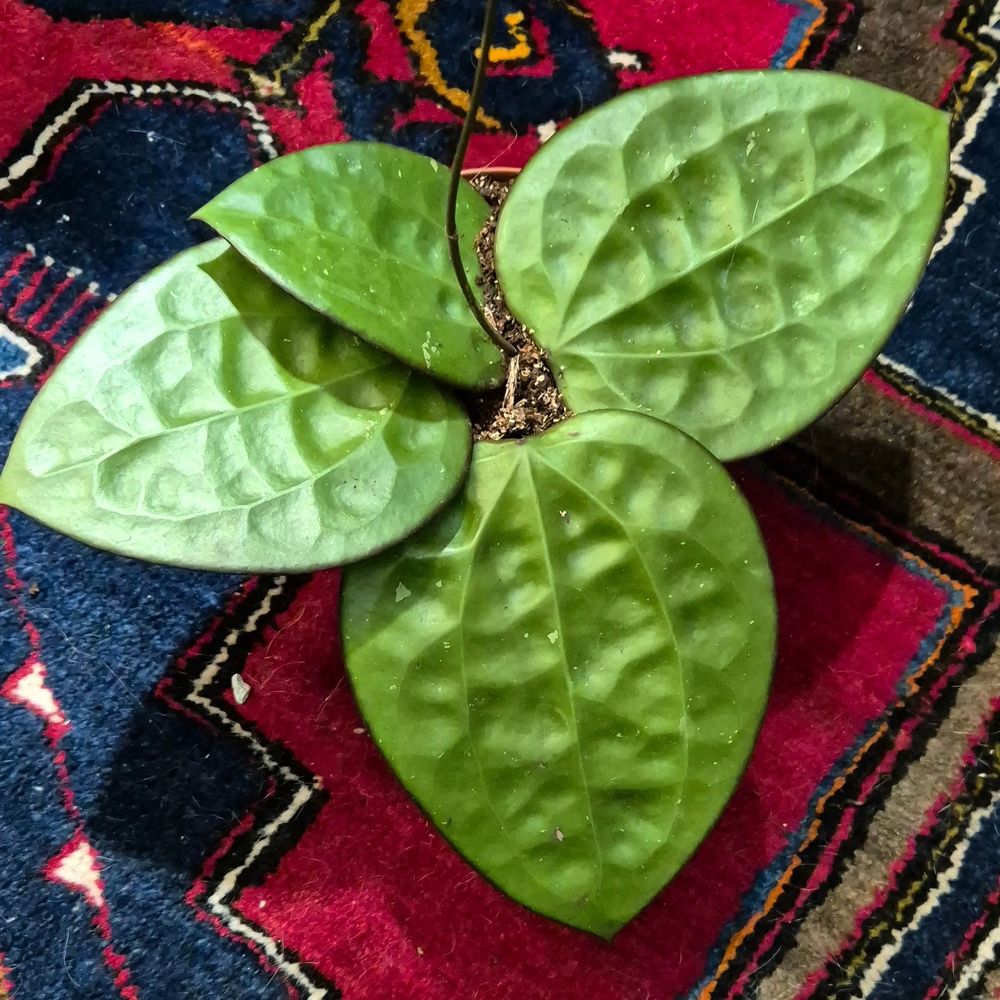Comment image