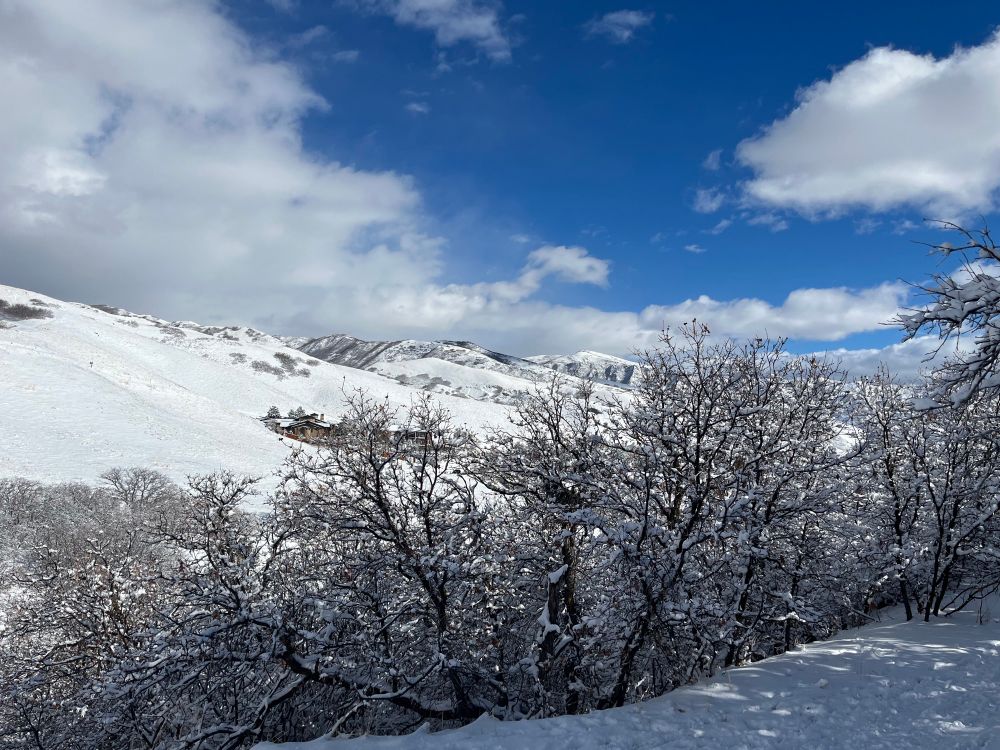 Foothills and Gambel oak with blue skies and fluffy clouds above. 