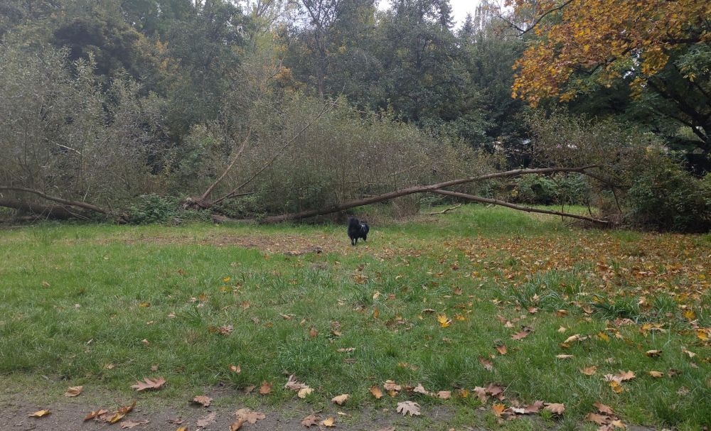 Schwarzer Großspitz auf einer Wiese, im Hintergrund Gebüsch